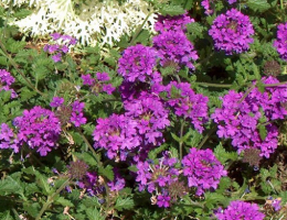 Verbena-Homestead Purple.